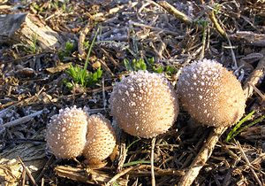 Lycoperdon perlatum (Lycoperdaceae)  - Vesse de loup perlée - Common Puffball Pas-de-Calais [France] 19/11/2005 - 60m