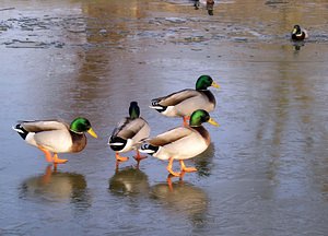 Anas platyrhynchos (Anatidae)  - Canard colvert - Mallard Nord [France] 28/01/2006 - 50m