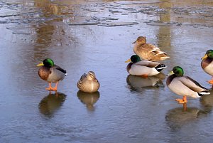 Anas platyrhynchos (Anatidae)  - Canard colvert - Mallard Nord [France] 28/01/2006 - 50m