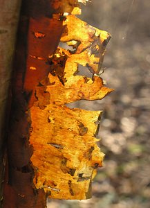 Betula pendula (Betulaceae)  - Bouleau pleureur, Bouleau verruqueux, Boulard - Silver Birch Nord [France] 14/01/2006