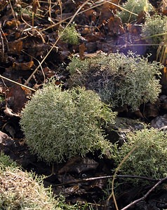 Cladonia portentosa (Cladoniaceae)  Nord [France] 07/01/2006 - 40m