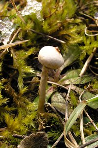 Tulostoma brumale (Tulostomataceae)  - Winter Stalkball Somme [France] 25/02/2006 - 90m