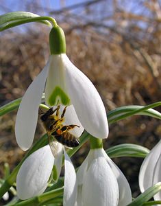 Galanthus nivalis Perce-neige Snowdrop