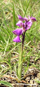 Anacamptis morio (Orchidaceae)  - Anacamptide bouffon, Orchis bouffon Aude [France] 26/04/2006 - 610m