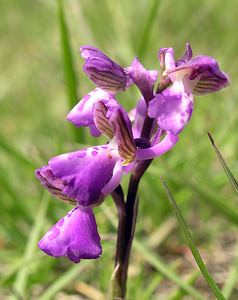 Anacamptis morio (Orchidaceae)  - Anacamptide bouffon, Orchis bouffon Aude [France] 26/04/2006 - 610m