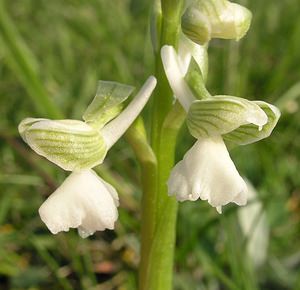 Anacamptis morio (Orchidaceae)  - Anacamptide bouffon, Orchis bouffon Aude [France] 26/04/2006 - 760m