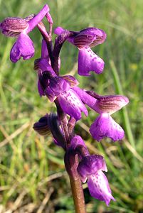 Anacamptis morio (Orchidaceae)  - Anacamptide bouffon, Orchis bouffon Aude [France] 26/04/2006 - 760m