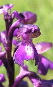 Anacamptis morio (Orchidaceae)  - Anacamptide bouffon, Orchis bouffon Cantal [France] 30/04/2006 - 650m