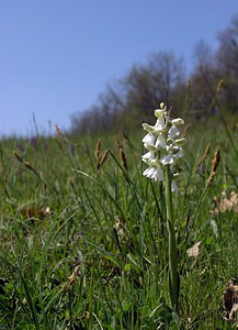 Anacamptis morio (Orchidaceae)  - Anacamptide bouffon, Orchis bouffon Cantal [France] 30/04/2006 - 650m