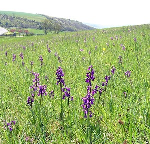 Anacamptis morio (Orchidaceae)  - Anacamptide bouffon, Orchis bouffon Cantal [France] 30/04/2006 - 650m