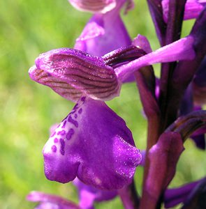 Anacamptis morio (Orchidaceae)  - Anacamptide bouffon, Orchis bouffon Cantal [France] 30/04/2006 - 650m