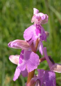 Anacamptis morio (Orchidaceae)  - Anacamptide bouffon, Orchis bouffon Cantal [France] 30/04/2006 - 650m