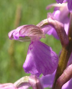 Anacamptis morio (Orchidaceae)  - Anacamptide bouffon, Orchis bouffon Cantal [France] 30/04/2006 - 650m