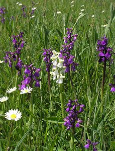 Anacamptis morio (Orchidaceae)  - Anacamptide bouffon, Orchis bouffon Cantal [France] 30/04/2006 - 650m