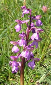 Anacamptis morio (Orchidaceae)  - Anacamptide bouffon, Orchis bouffon Cantal [France] 30/04/2006 - 650msujet ? d?coration inhabituelle sur le labelle