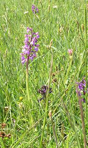 Anacamptis morio (Orchidaceae)  - Anacamptide bouffon, Orchis bouffon Cantal [France] 30/04/2006 - 650msujet ? d?coration inhabituelle sur le labelle