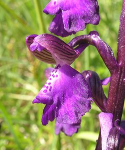 Anacamptis morio (Orchidaceae)  - Anacamptide bouffon, Orchis bouffon Cantal [France] 30/04/2006 - 650m