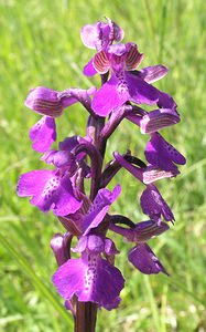 Anacamptis morio (Orchidaceae)  - Anacamptide bouffon, Orchis bouffon Cantal [France] 30/04/2006 - 650m