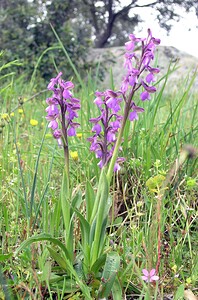 Anacamptis morio subsp. picta (Orchidaceae)  - Anacamptide peinte, Orchis peint Aude [France] 22/04/2006 - 380m