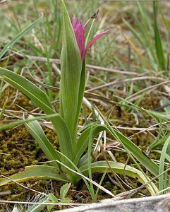 Anacamptis papilionacea (Orchidaceae)  - Anacamptide papilionacée, Orchis papillon Aude [France] 25/04/2006 - 210m