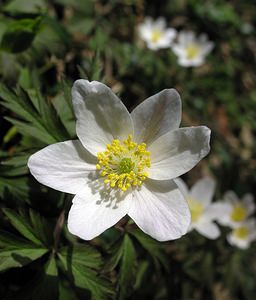 Anemone nemorosa (Ranunculaceae)  - Anémone des bois, Anémone sylvie - Wood Anemone Pas-de-Calais [France] 01/04/2006 - 60m