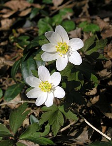 Anemone nemorosa (Ranunculaceae)  - Anémone des bois, Anémone sylvie - Wood Anemone Pas-de-Calais [France] 01/04/2006 - 60m