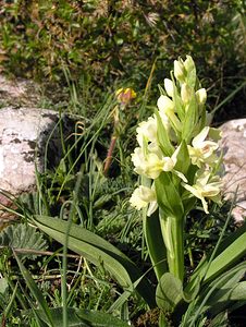 Dactylorhiza insularis (Orchidaceae)  - Orchis de Corse, Dactylorhize de Corse Aude [France] 26/04/2006 - 780m