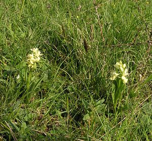 Dactylorhiza insularis (Orchidaceae)  - Orchis de Corse, Dactylorhize de Corse Aude [France] 26/04/2006 - 750m