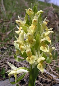 Dactylorhiza sambucina (Orchidaceae)  - Dactylorhize sureau, Orchis sureau Herault [France] 20/04/2006 - 760m