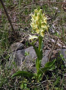 Dactylorhiza sambucina (Orchidaceae)  - Dactylorhize sureau, Orchis sureau Herault [France] 20/04/2006 - 760m