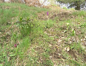 Dactylorhiza sambucina (Orchidaceae)  - Dactylorhize sureau, Orchis sureau Aude [France] 24/04/2006 - 970m