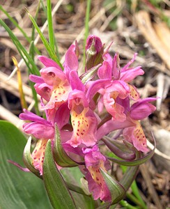 Dactylorhiza sambucina (Orchidaceae)  - Dactylorhize sureau, Orchis sureau Aude [France] 24/04/2006 - 950m