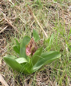 Dactylorhiza sambucina (Orchidaceae)  - Dactylorhize sureau, Orchis sureau Aude [France] 24/04/2006 - 950m