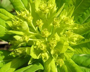 Euphorbia hyberna (Euphorbiaceae)  - Euphorbe d'Irlande - Irish Spurge Ariege [France] 26/04/2006 - 900m