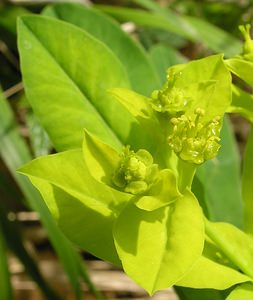 Euphorbia hyberna Euphorbe d'Irlande Irish Spurge