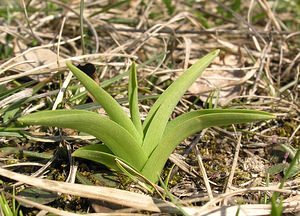 Gymnadenia conopsea (Orchidaceae)  - Gymnadénie moucheron, Orchis moucheron, Orchis moustique - Fragrant Orchid Aisne [France] 08/04/2006 - 170m