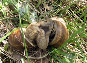 Helix pomatia (Helicidae)  - Escargot de Bourgogne - Roman Snail Gard [France] 17/04/2006 - 450m