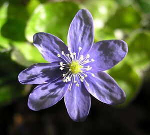 Hepatica nobilis (Ranunculaceae)  - Hépatique à trois lobes, Hépatique noble, Anémone hépatique - Liverleaf Gard [France] 17/04/2006 - 470m