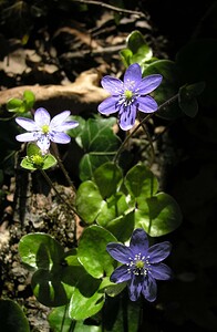 Hepatica nobilis (Ranunculaceae)  - Hépatique à trois lobes, Hépatique noble, Anémone hépatique - Liverleaf Gard [France] 17/04/2006 - 470m