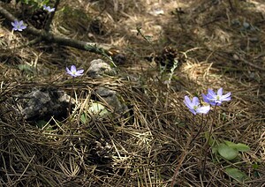 Hepatica nobilis (Ranunculaceae)  - Hépatique à trois lobes, Hépatique noble, Anémone hépatique - Liverleaf Herault [France] 20/04/2006 - 740m