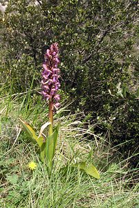 Himantoglossum robertianum (Orchidaceae)  - Barlie de Robert Gard [France] 17/04/2006 - 440m