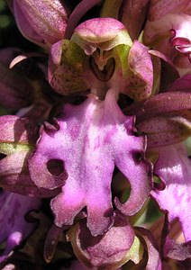 Himantoglossum robertianum (Orchidaceae)  - Barlie de Robert Gard [France] 17/04/2006 - 440m