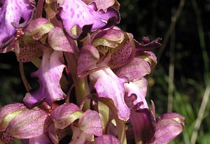 Himantoglossum robertianum (Orchidaceae)  - Barlie de Robert Gard [France] 17/04/2006 - 440m