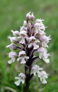 Neotinea conica (Orchidaceae)  - Néotinée conique, Orchis conique Aude [France] 23/04/2006 - 640m