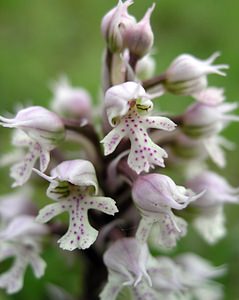 Neotinea conica (Orchidaceae)  - Néotinée conique, Orchis conique Aude [France] 23/04/2006 - 640m