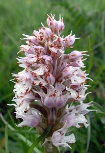 Neotinea conica (Orchidaceae)  - Néotinée conique, Orchis conique Aude [France] 23/04/2006 - 630m