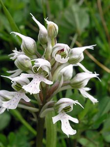 Neotinea conica (Orchidaceae)  - Néotinée conique, Orchis conique Aude [France] 23/04/2006 - 630m