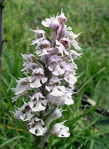 Neotinea conica (Orchidaceae)  - Néotinée conique, Orchis conique Aude [France] 23/04/2006 - 630m