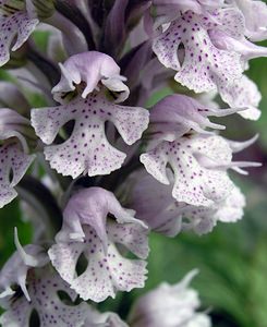 Neotinea conica (Orchidaceae)  - Néotinée conique, Orchis conique Aude [France] 23/04/2006 - 630m