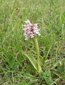 Neotinea conica (Orchidaceae)  - Néotinée conique, Orchis conique Aude [France] 23/04/2006 - 630m